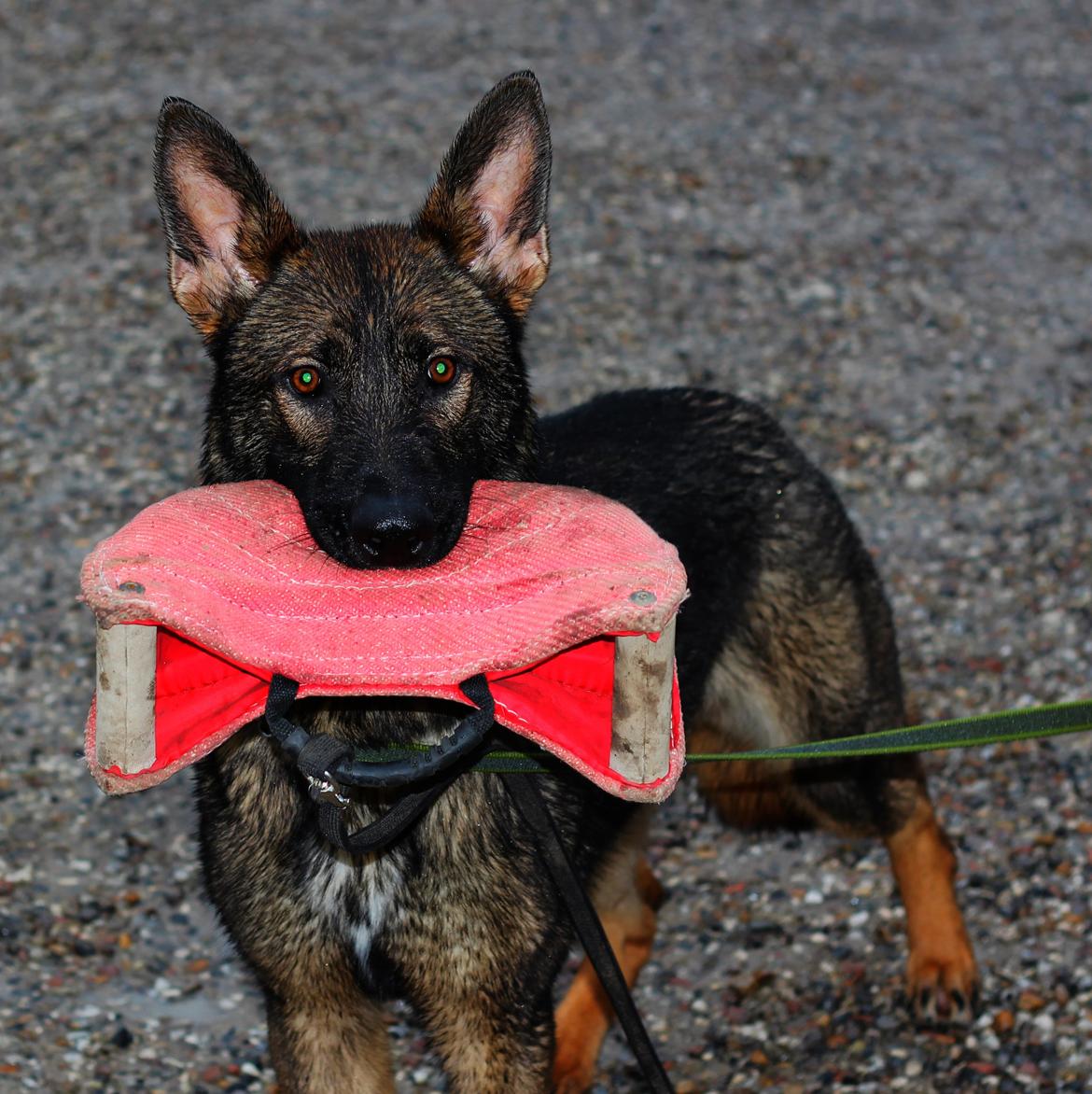 Schæferhund Ricla's Angus billede 1