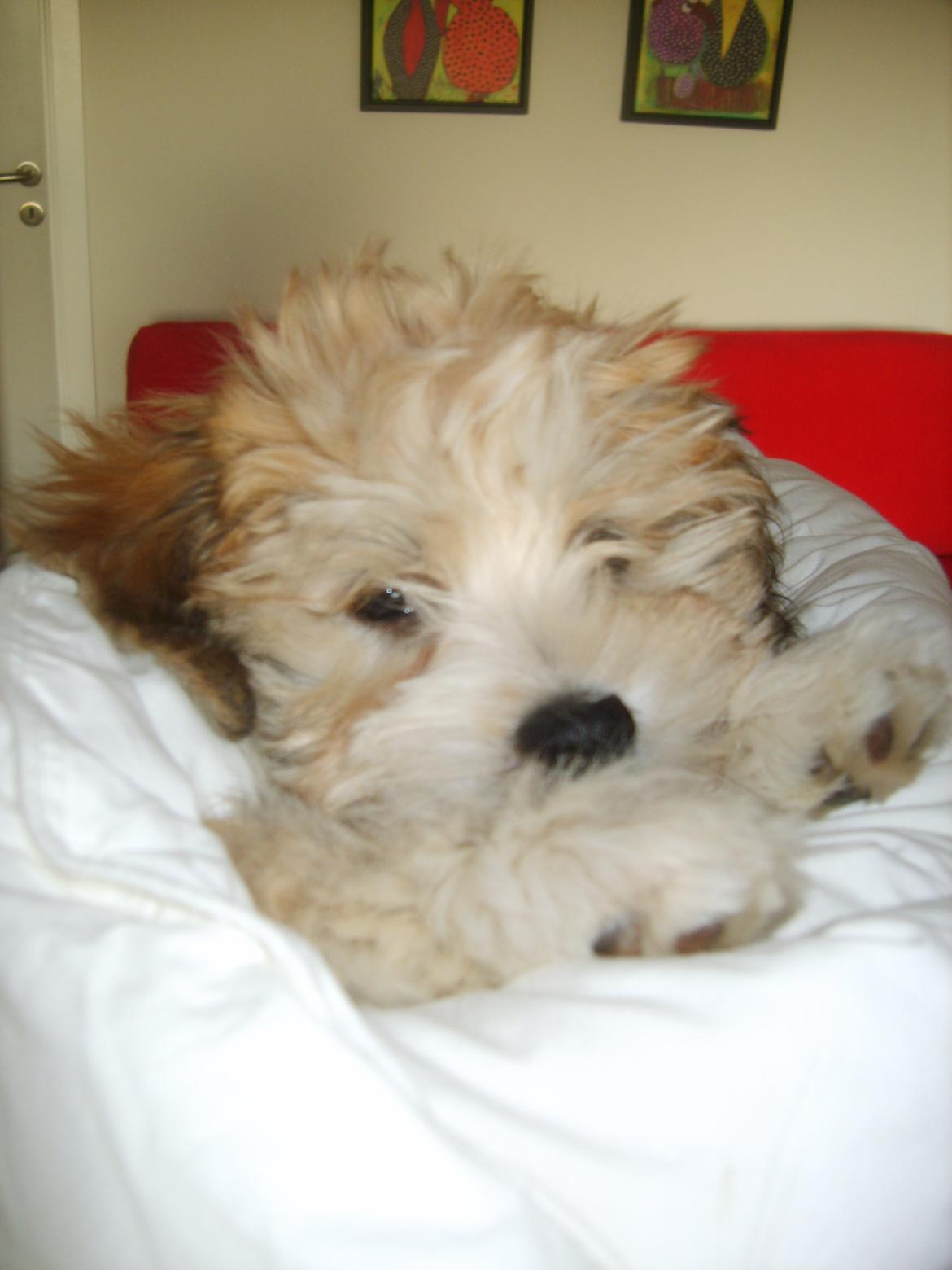 Bichon havanais Coccio - Lille pjuske-pige! <3 billede 3