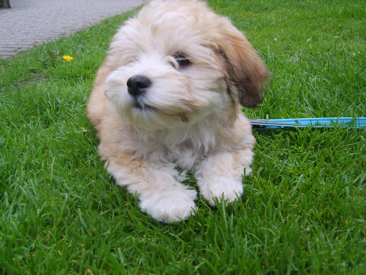 Bichon havanais Coccio billede 2