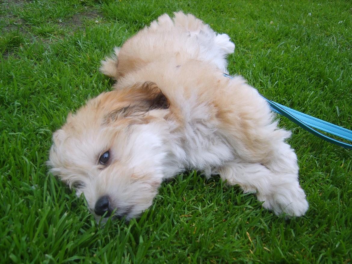 Bichon havanais Coccio billede 4