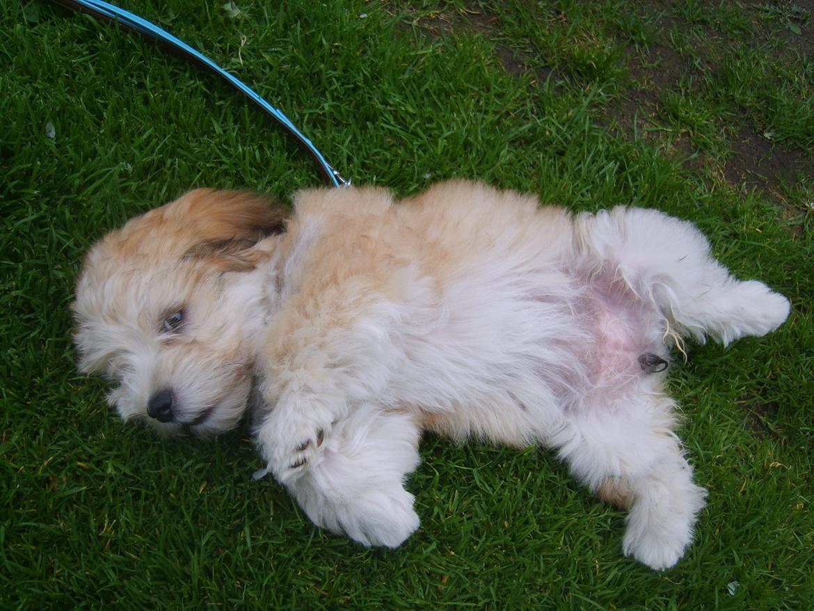 Bichon havanais Coccio billede 6