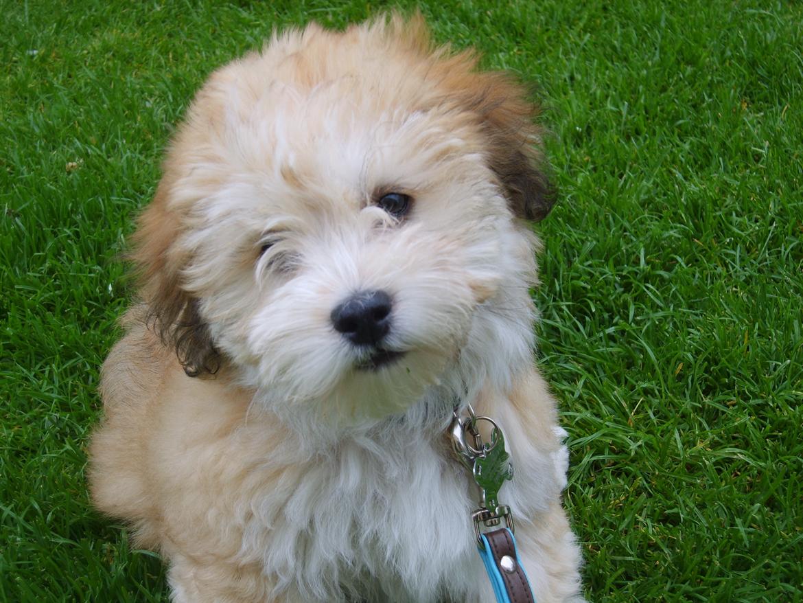 Bichon havanais Coccio billede 11