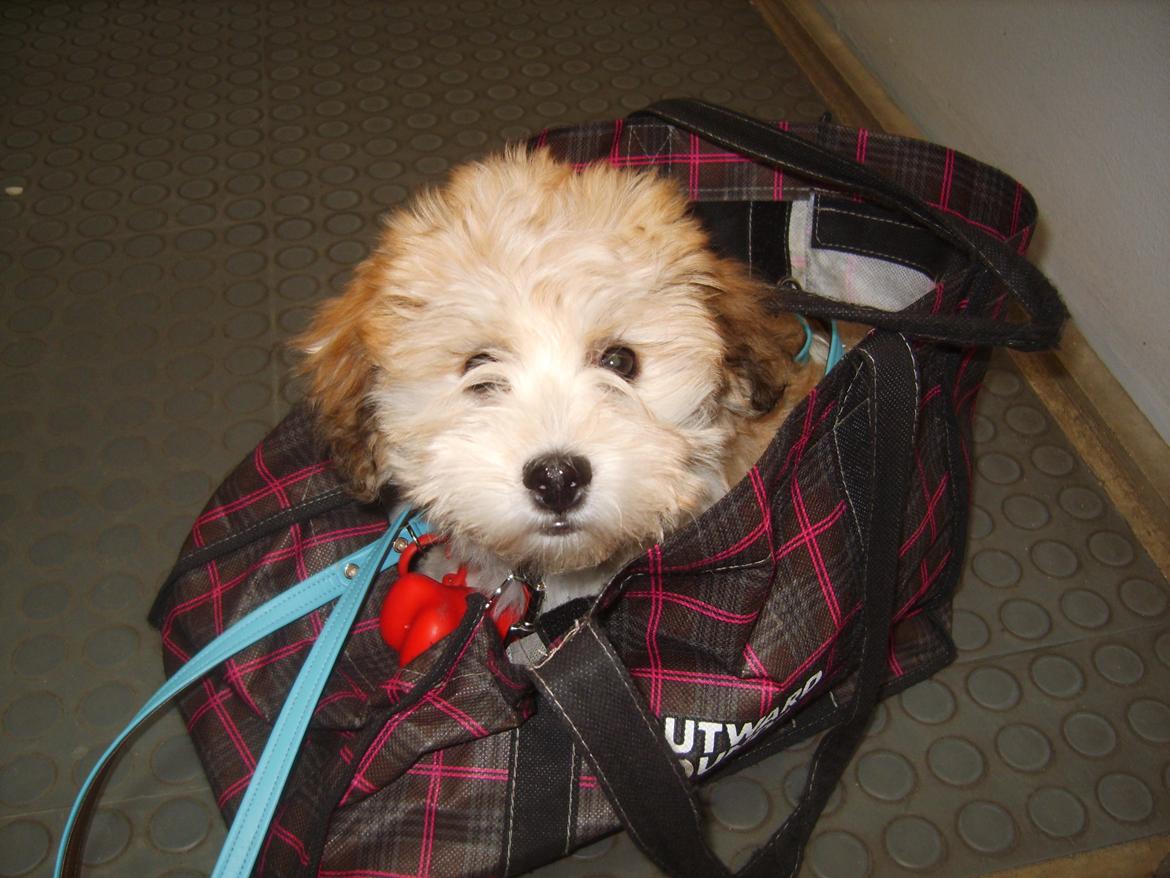 Bichon havanais Coccio billede 8