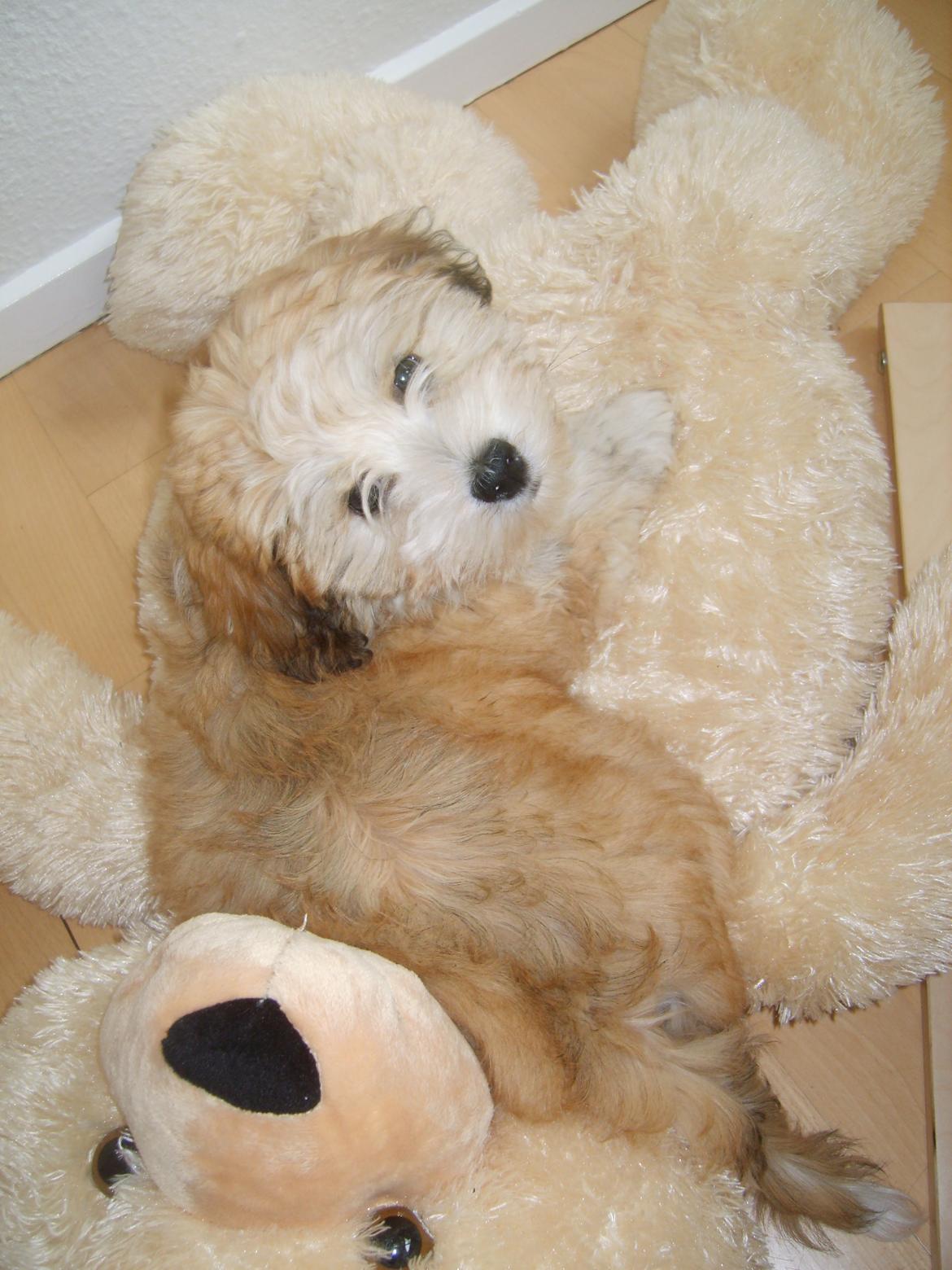 Bichon havanais Coccio billede 10