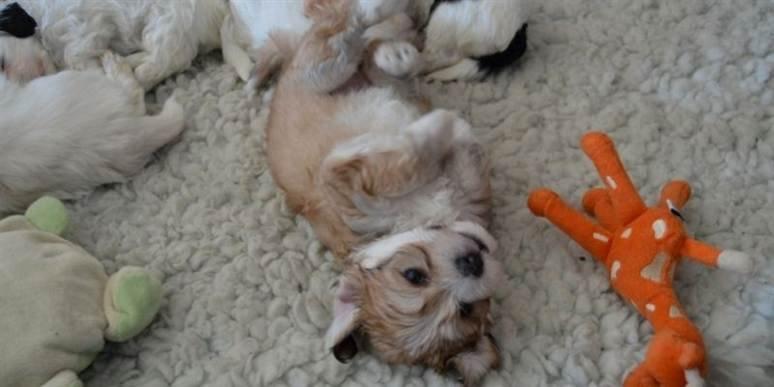 Bichon havanais Coccio billede 13