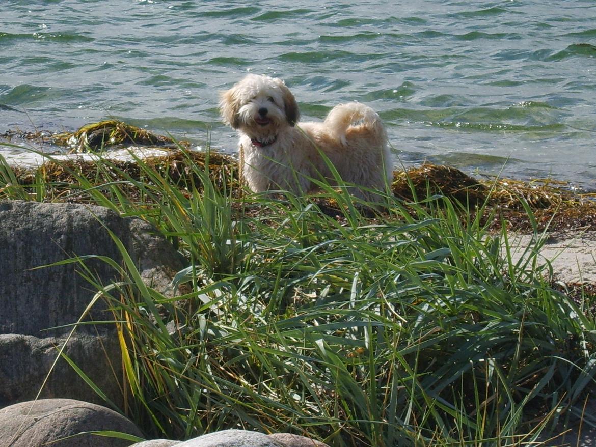 Bichon havanais Coccio - Coccio ELSKER at bade! <3 billede 17