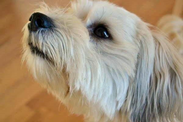 Bichon havanais Coccio billede 16