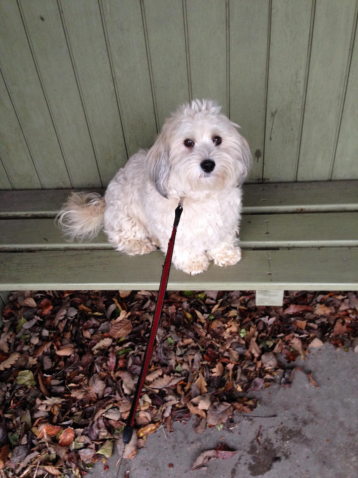 Bichon havanais Coccio billede 19