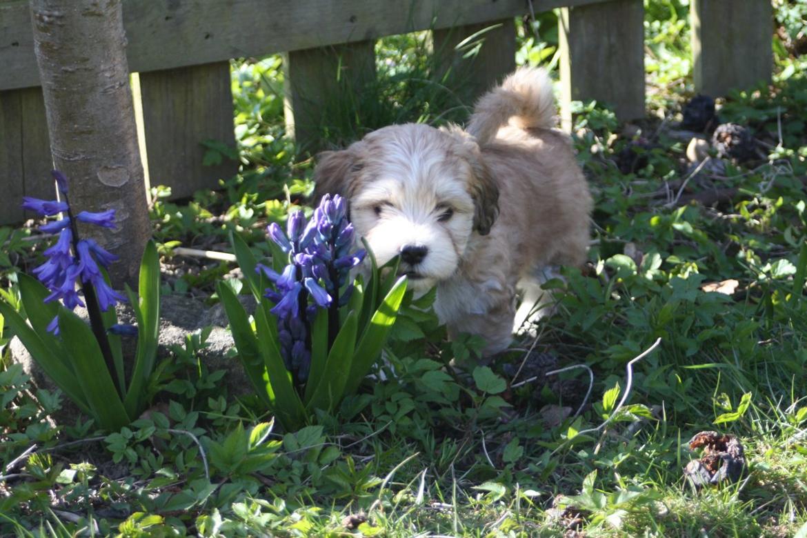 Bichon havanais Coccio billede 15