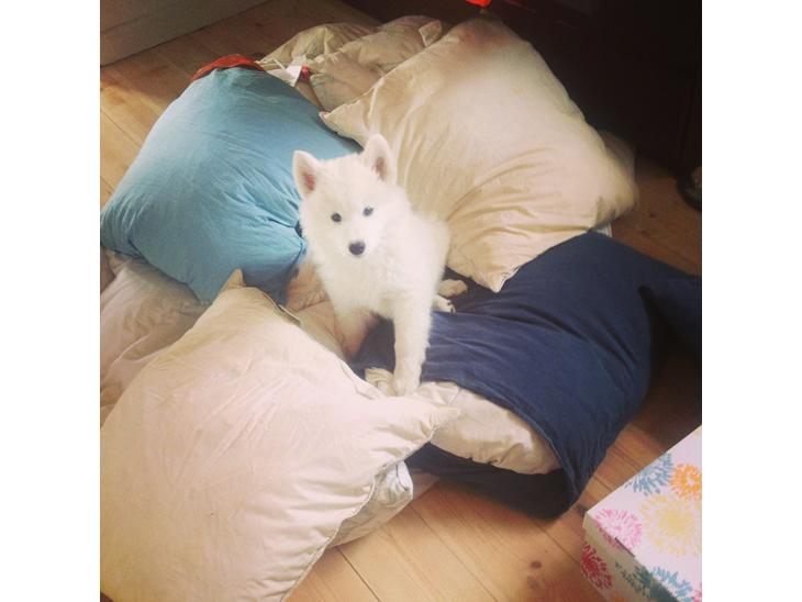 {{currentPhoto.altText}} billede {{currentPhoto.number}}