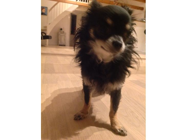 Chihuahua Otto billede 1