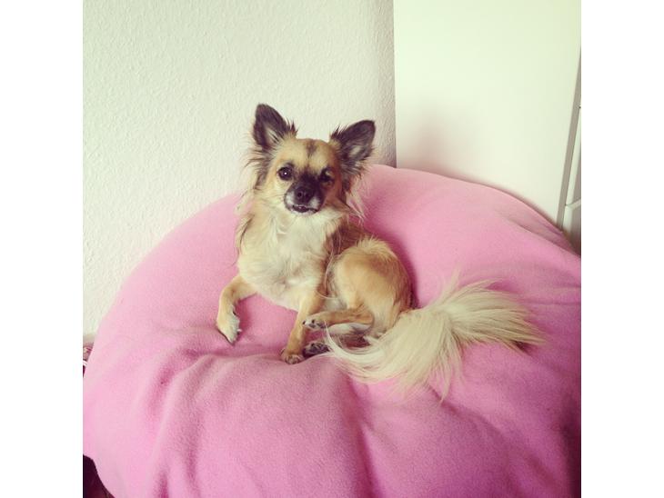 {{currentPhoto.altText}} billede {{currentPhoto.number}}