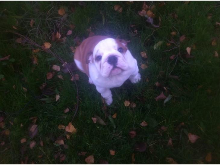 {{currentPhoto.altText}} billede {{currentPhoto.number}}