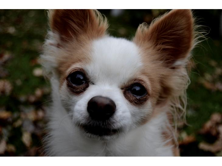 Chihuahua Viktor - Hej - Velkommen til Viktors profil. billede 1