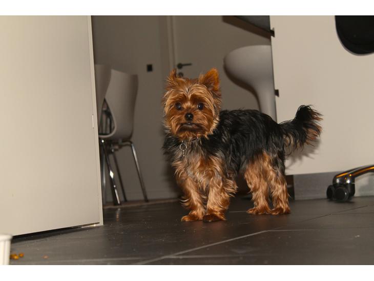 {{currentPhoto.altText}} billede {{currentPhoto.number}}