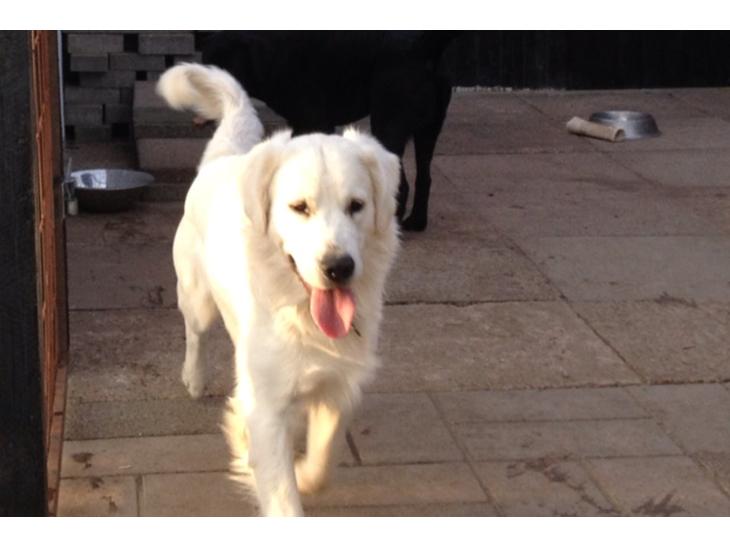 {{currentPhoto.altText}} billede {{currentPhoto.number}}