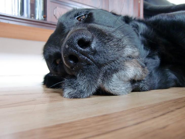Labrador retriever Simba billede 1