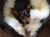 Dvaergpinscher Mille
