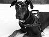 Dobermann Nico