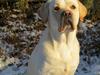 Labrador retriever Abel