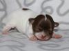 Chihuahua Mynthe