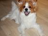 Papillon Mali