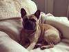 Fransk bulldog Bamse