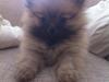 Pomeranian Molly