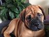 Bullmastiff Dølbert