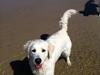 Golden retriever Molly