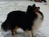 Shetland sheepdog Rangler My little Coco