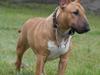 Bullterrier miniature Bullcreeks A Taste Of Honey 'Abby'