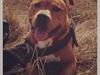Blanding af racer BALDER *HIMMELHUND*