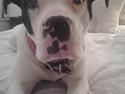 Amerikansk bulldog Freja