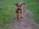 Rhodesian ridgeback Simba
