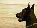 Dobermann Timoteo di Perlanera