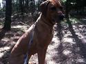 Rhodesian ridgeback Liva