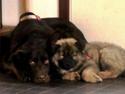 Eurasier Saga (Jabbis Cheri)