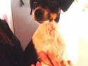 Dansk svensk gaardhund Balder