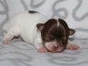 Chihuahua Mynthe