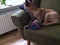 Malinois Kiki Alias Kiksen