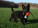 Schæferhund Oswald