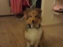Shetland sheepdog Tarzan