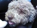 Lagotto romagnolo Sophus