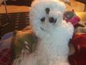 Bichon à poil frisé Mille