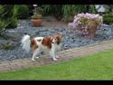Kooikerhondje Mickey
