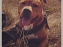 Blanding af racer BALDER *HIMMELHUND*