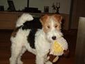 Ruhåret foxterrier Tiffy
