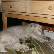 Jack russell terrier Rex