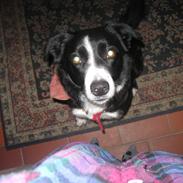 Border collie Tezz